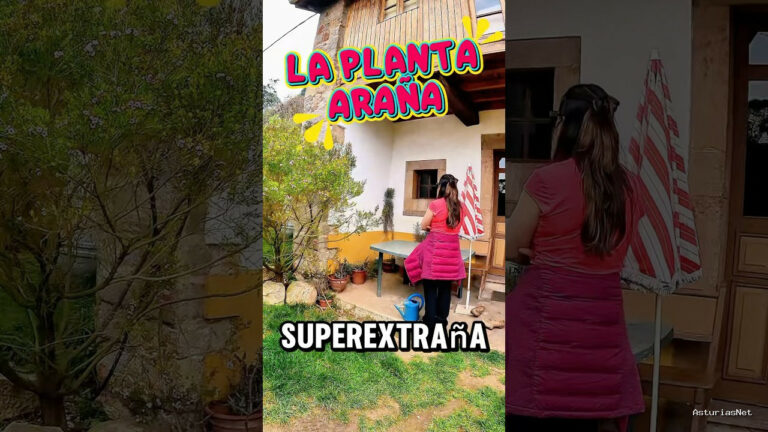Viajar desde Asturias | March 9, 2025 | Encontramos una planta tóxica en un pueblo de Asturias; la planta araña.