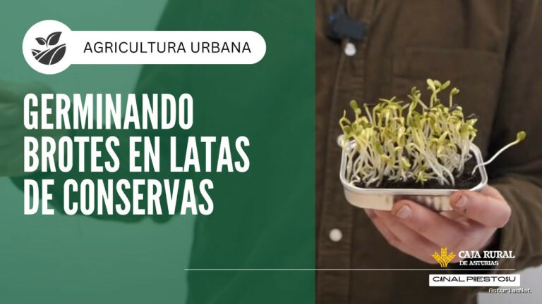 Prestosu | March 10, 2025 | Canal Prestosu | Agricultura urbana: germinación de brotes en latas de conservas