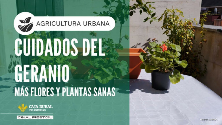 Prestosu | April 25, 2025 | Canal Prestosu | Agricultura urbana: cómo cuidar tus para que estén más sanos