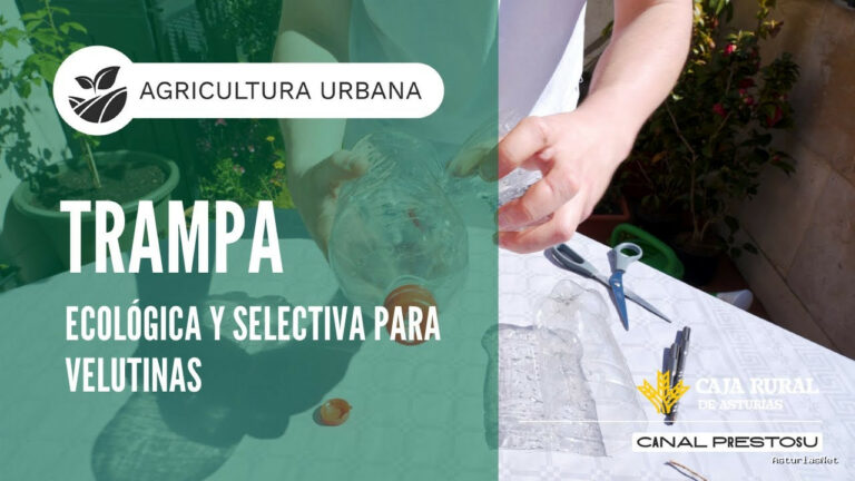 Prestosu | April 9, 2025 | Canal Prestosu | Agricultura urbana: preparar una trampa para velutinas y