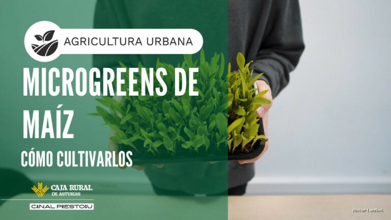 Prestosu | May 28, 2025 | Canal Prestosu | Agricultura urbana: cómo cultivar de maíz