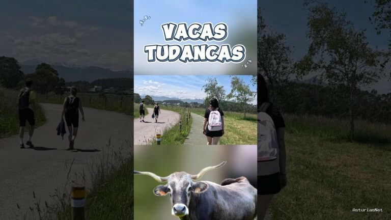 Viajar desde Asturias | May 22, 2025 | Encontramos vacas tudancas en nuestra ruta de senderismo por asturias; ¡qué raro!