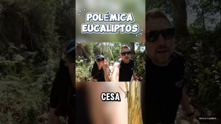 Viajar desde Asturias | May 22, 2025 | Polémica sobre los eucaliptos en Asturias; te invitamos a opinar