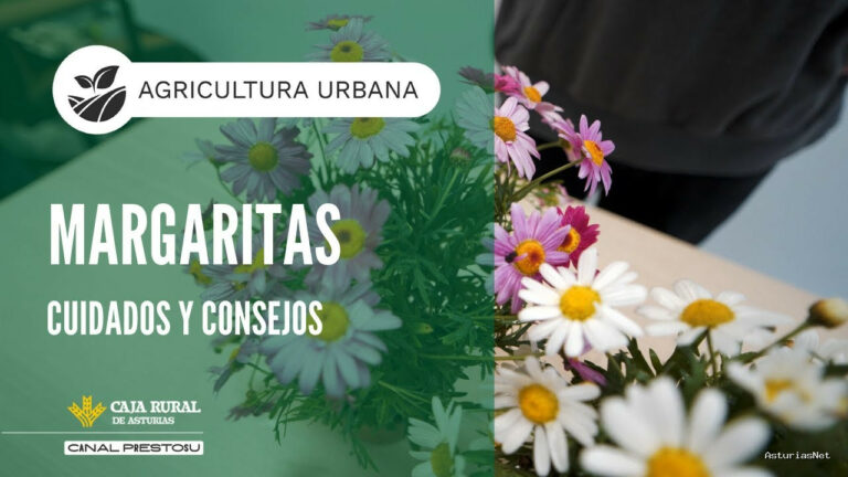 Prestosu | May 18, 2025 | Canal Prestosu | Agricultura urbana: para cuidar y conservar las de tu terraza