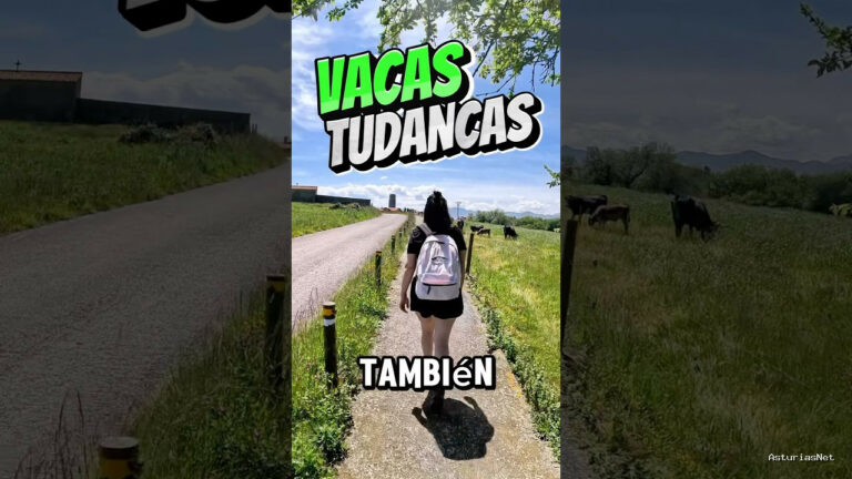 Viajar desde Asturias | May 20, 2025 | Nos cruzamos con unas vacas que no son muy fáciles de ver en Asturias; son vacas tudancas