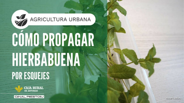 Prestosu | May 11, 2025 | Canal Prestosu | Agricultura urbana: cómo propagar hierbabuena por esquejes