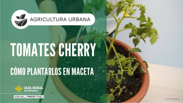 Prestosu | June 11, 2025 | Canal Prestosu | Agricultura urbana: cómo plantar tomates cherry en maceta