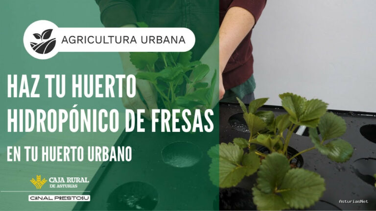 Prestosu | June 25, 2025 | Canal Prestosu | Agricultura urbana: cómo hacer tu propio huerto hidropónico de fresas en casa