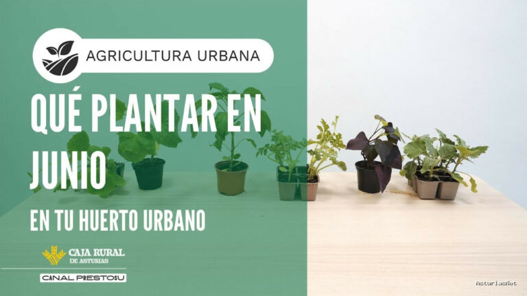 Prestosu | June 18, 2025 | Canal Prestosu | Agricultura urbana: ¿qué plantar en junio en tu huerto urbano?