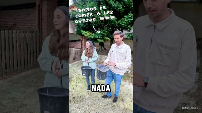 Viajar desde Asturias | June 8, 2025 | Damos de comer a las ovejas. Un hotel en donde sus huéspedes hacen actividades con los animales