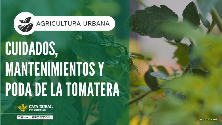 Prestosu | July 10, 2025 | Canal Prestosu | Agricultura urbana: cuidados, mantenimiento y poda de la ​​​