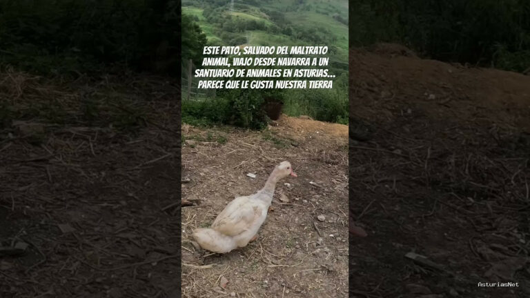 Viajar desde Asturias | July 3, 2025 | Este pato, rescatado de maltrato viajó desde Navarra a un santuario de animales en Asturias…