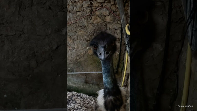 Viajar desde Asturias | July 4, 2025 | En el video de esta semana visitamos un santuario de animales en Asturias donde vive este emú.