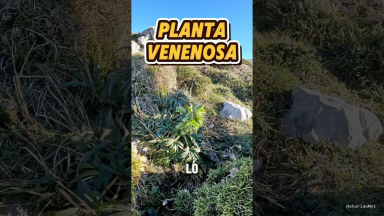 Viajar desde Asturias | July 31, 2025 | Nos encontramos una planta venenosa en el monte; el eléboro verde. tiene un uso medicinal