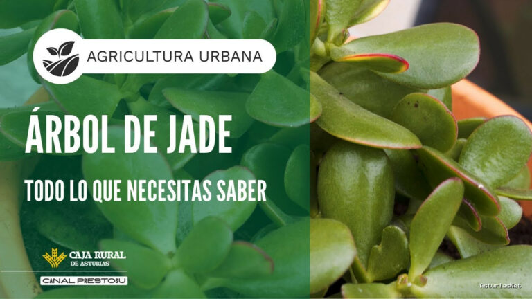 Prestosu | July 16, 2025 | Canal Prestosu | Agricultura urbana: todo lo que necesitas saber sobre el DE