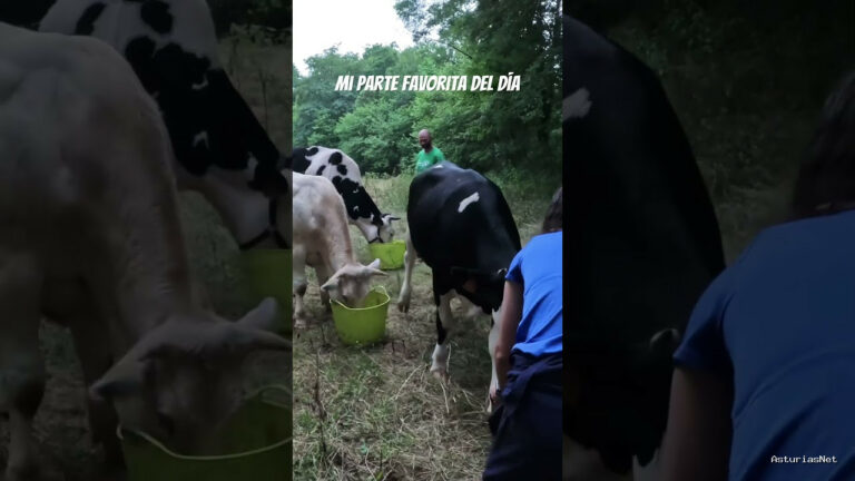 Viajar desde Asturias | July 1, 2025 | Dando de comer a las vacas en el santuario de animales de Asturias