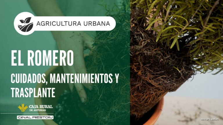 Prestosu | August 27, 2025 | Canal Prestosu | Agricultura urbana: cómo cuidar el