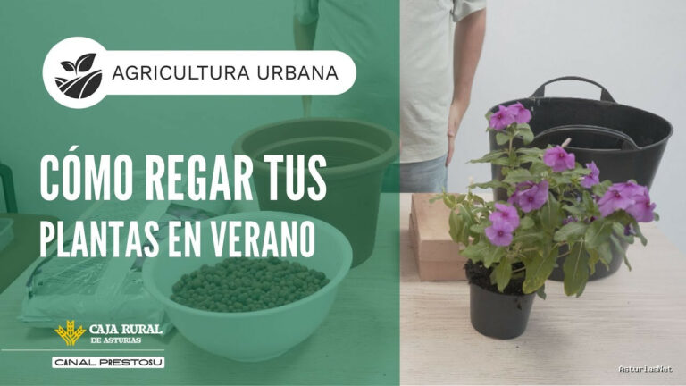 Prestosu | August 21, 2025 | Canal Prestosu | Agricultura urbana: cómo regar tus plantas en verano