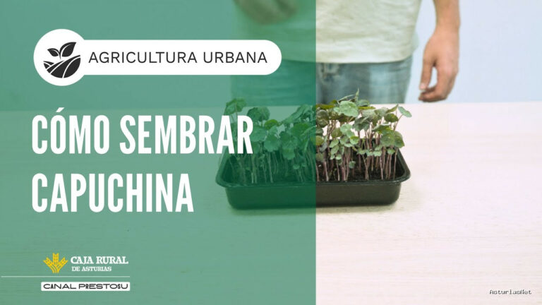 Prestosu | August 13, 2025 | Canal Prestosu | Agricultura urbana: cómo