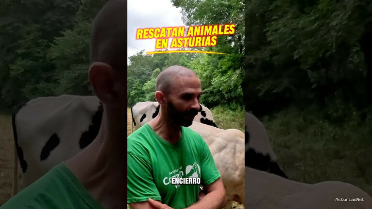 Viajar desde Asturias | August 27, 2025 | Volvemos al santuario de animales para conocer a las vacas y los toros de los que cuidan