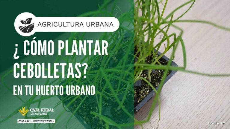 Prestosu | September 24, 2025 | Canal Prestosu | Agricultura urbana: cómo plantar cebolletas en tu huerto urbano