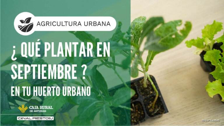 Prestosu | September 10, 2025 | Canal Prestosu | Agricultura urbana: qué Plantar en septiembre en tu Urbano