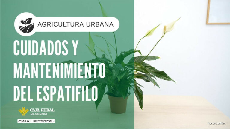Prestosu | September 17, 2025 | Canal Prestosu | Agricultura urbana: cuidados del espatifilo