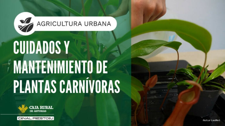 Prestosu | October 22, 2025 | Canal Prestosu | Agricultura urbana: cuidados y mantenimiento de plantas carnívoras