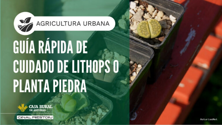 Prestosu | October 29, 2025 | Canal Prestosu | Agricultura urbana: guía para el cuidado de o Planta Piedra