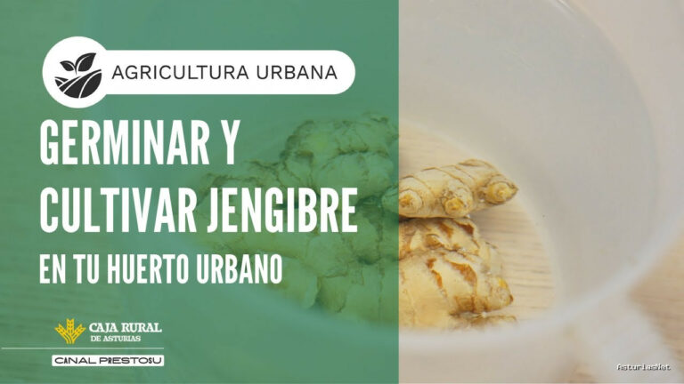 Prestosu | October 8, 2025 | Canal Prestosu | Agricultura urbana: cómo en tu huerto urbano
