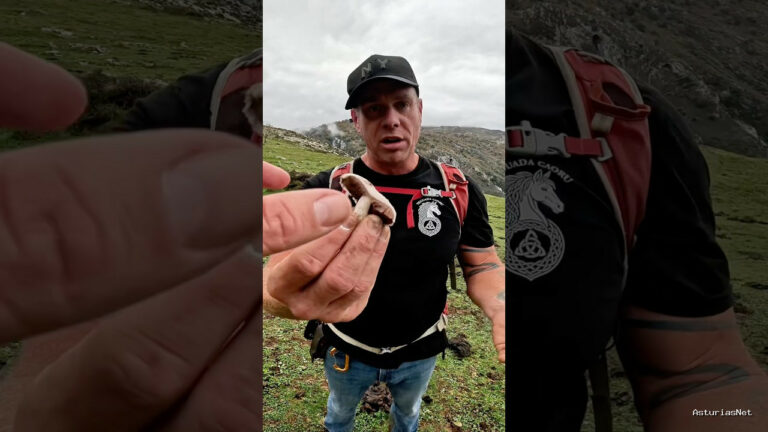 Viajar desde Asturias | November 7, 2025 | Hoy Tyrone nos da una lección de champiñones. Nos lo encontramos en Arenas donde tiene a sus yeguas