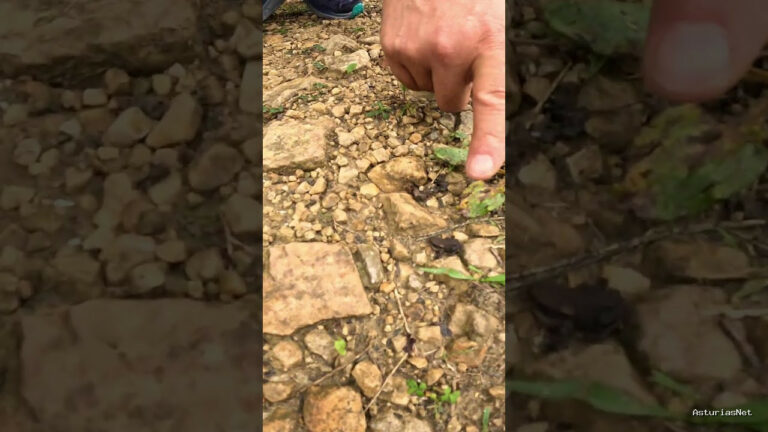 Viajar desde Asturias | November 5, 2025 | Tened mucho cuidado cuando vayáis caminando por el monte para no pisar a los pequeños anfibios