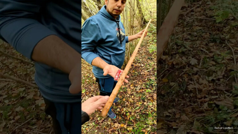 Viajar desde Asturias | November 17, 2025 | Hicimos un video viral sobre cómo hacer un palu de avellano y los comentarios se salieron de control
