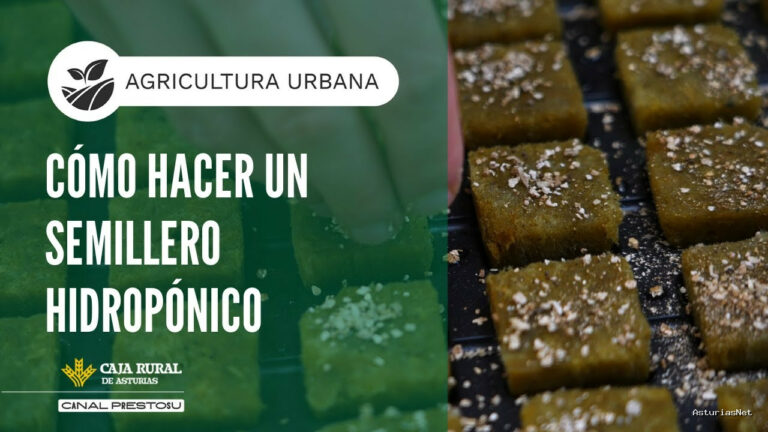 Prestosu | November 26, 2025 | Canal Prestosu | Agricultura urbana: cómo hacer un semillero hidropónico