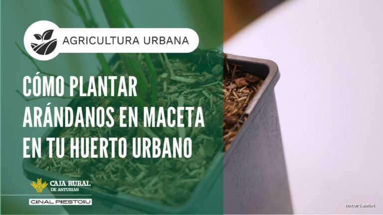Prestosu | December 29, 2025 | Canal Prestosu | Agricultura urbana: cómo plantar en maceta en tu huerto urbano
