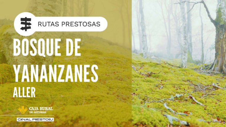 Prestosu | December 18, 2025 | Canal Prestosu | Rutas prestosas: ruta en el bosque de Yananzanes, en Aller