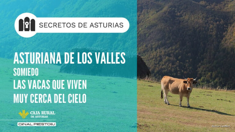 Prestosu | December 2, 2025 | Canal Prestosu | Secretos de Asturias: raza Asturiana de los Valles, en Somiedo