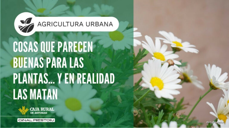Prestosu | January 21, 2026 | Canal Prestosu | Agricultura urbana: ¿estás matando a tus plantas sin saberlo?