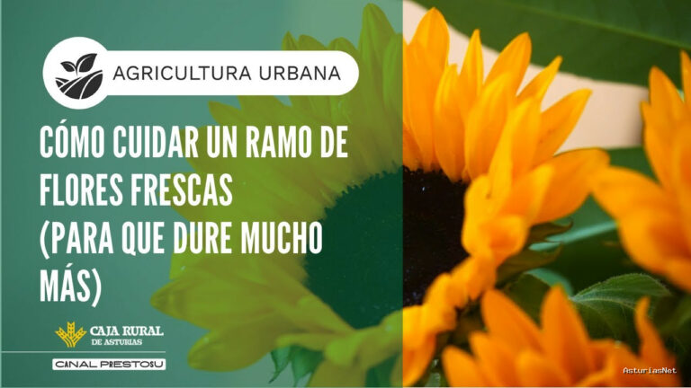 Prestosu | January 28, 2026 | Canal Prestosu | Agricultura urbana: cómo cuidar un ramo de flores frescas para que dure mucho más