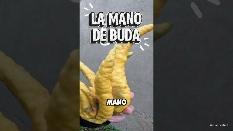 Viajar desde Asturias | February 14, 2026 | Hoy os hablamos de un cítrico que hemos encontrado en un mercado de Asturias