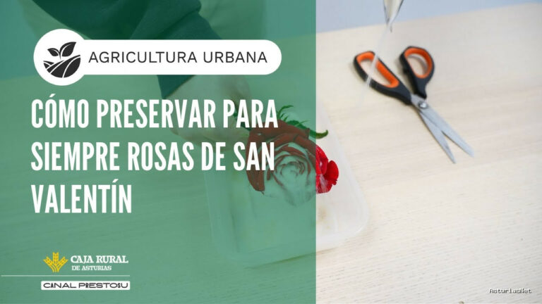 Prestosu | February 4, 2026 | Canal Prestosu | Agricultura urbana: cómo conservar para siempre rosas de San Valentín ​​​
