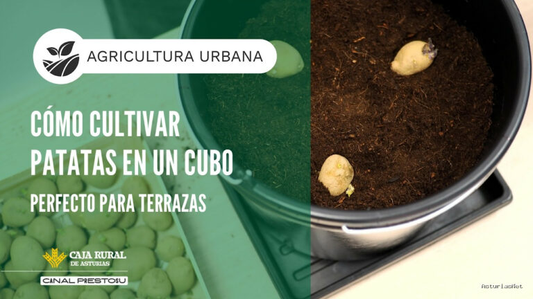 Prestosu | March 11, 2026 | Canal Prestosu | Agricultura urbana: cómo cultivar patatas en un cubo