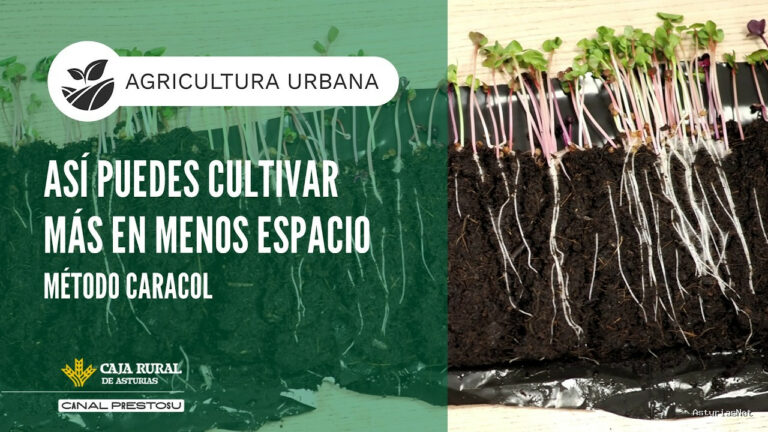 Prestosu | March 27, 2026 | Canal Prestosu | Agricultura urbana: cómo cultivar más en menos espacio con el Caracol ​