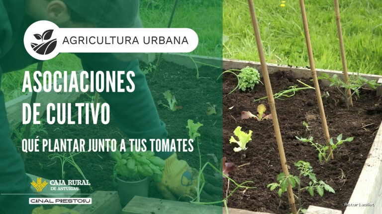 Prestosu | April 29, 2026 | Canal Prestosu | Agricultura urbana: asociaciones de cultivo. ¿Qué plantar junto a tus tomates?