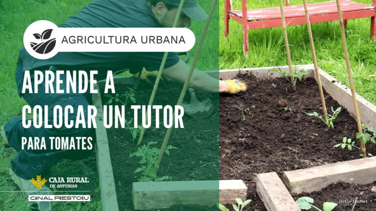 Prestosu | April 22, 2026 | Canal Prestosu | Agricultura urbana: cómo colocar un tutor para tomates