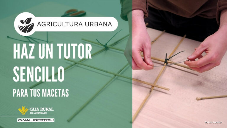 Prestosu | May 20, 2026 | Canal Prestosu | Agricultura urbana: cómo hacer un tutor sencillo para tus macetas