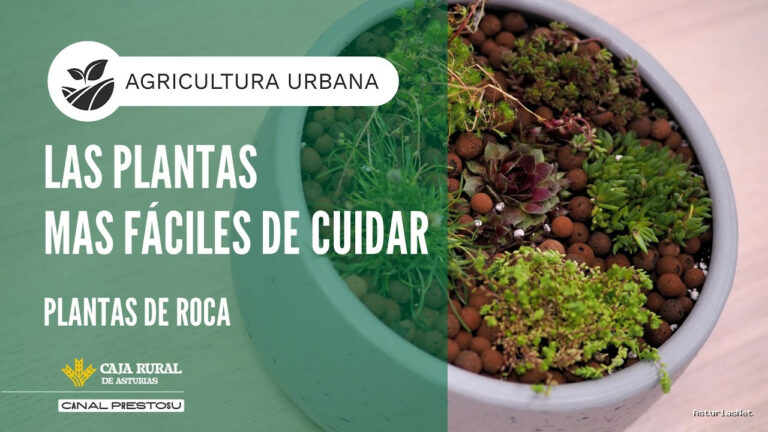 Prestosu | May 27, 2026 | Canal Prestosu | Agricultura urbana: las plantas MÁS Fáciles DE Cuidar