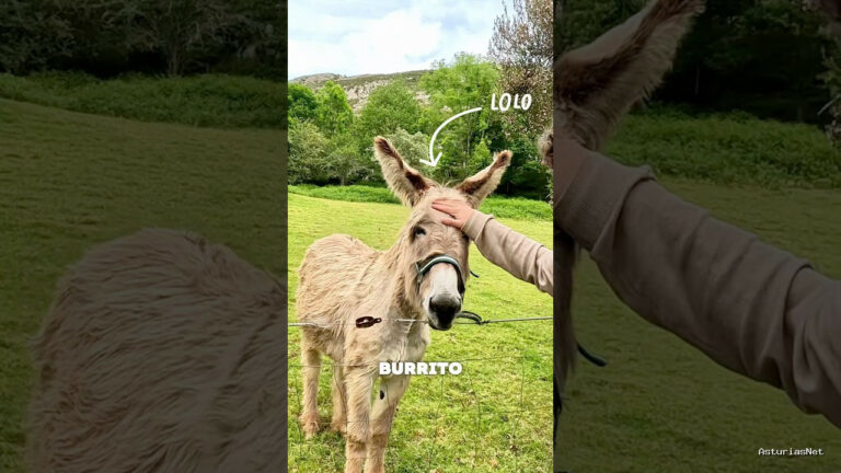 Viajar desde Asturias | May 22, 2026 | En el hotel rural La Montaña Mágica conocemos al burro Lolo; todos podéis disfrutar de él