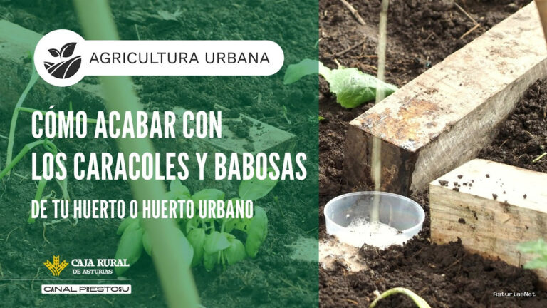 Prestosu | May 13, 2026 | Canal Prestosu | Cómo controlar las plagas de caracoles y babosas de tu huerto urbano