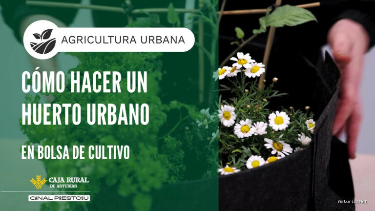 Prestosu | June 10, 2026 | Canal Prestosu | Agricultura urbana: cómo hacer un huerto urbano en una bolsa de cultivo